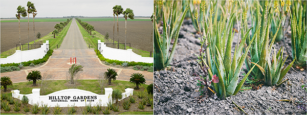 유니베라 미국 텍사스 힐탑가든 농장(왼쪽), 멕시코 탐피코 알로에 농장. 유니베라는 1980년대 후반부터 해외 농장을 개척해 알로에 원료를 미국, 유럽, 아시아 등에 공급하고 있다.(사진=유니베라)