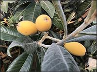 ‘비파잎’ 갱년기 여성 건강 개선 과학적 입증